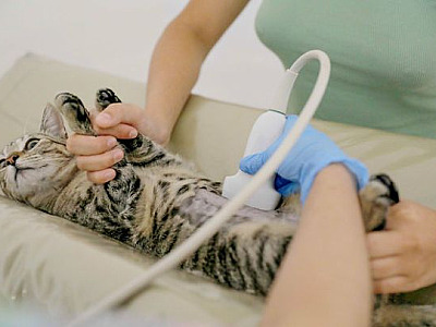 São Sebastião terá a maior clínica veterinária pública do Litoral Norte