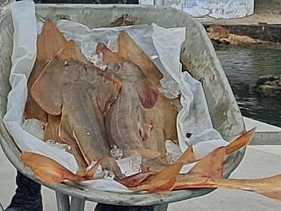 Pescador é multado em quase R$ 7 mil após ser flagrado com espécie ameaçada de extinção em Ubatuba