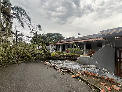 Queda de árvore destrói muro de casa e interdita rua em Caraguatatuba