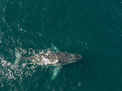 Observação de baleias impulsiona turismo de inverno em São Sebastião