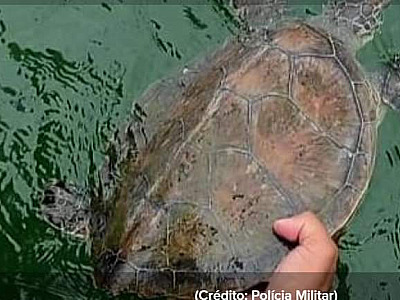 População de tartarugas-verdes cresce no Litoral Norte, diz Projeto Tamar