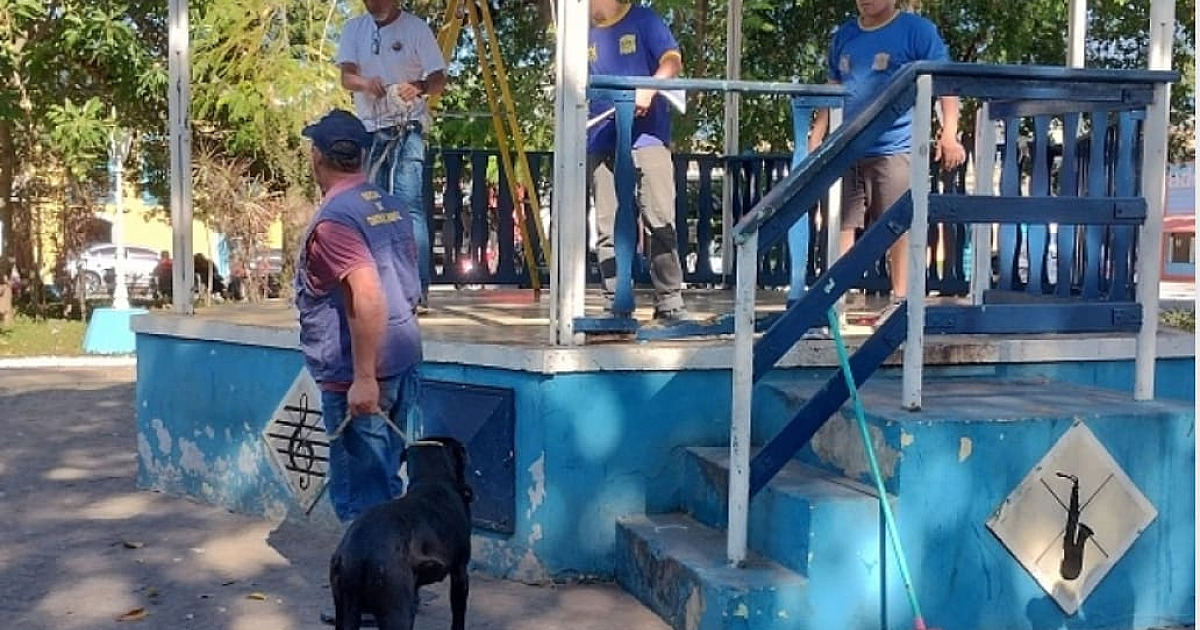 CCZ age rápido e retira cachorros da rua após ataque em São Sebastião