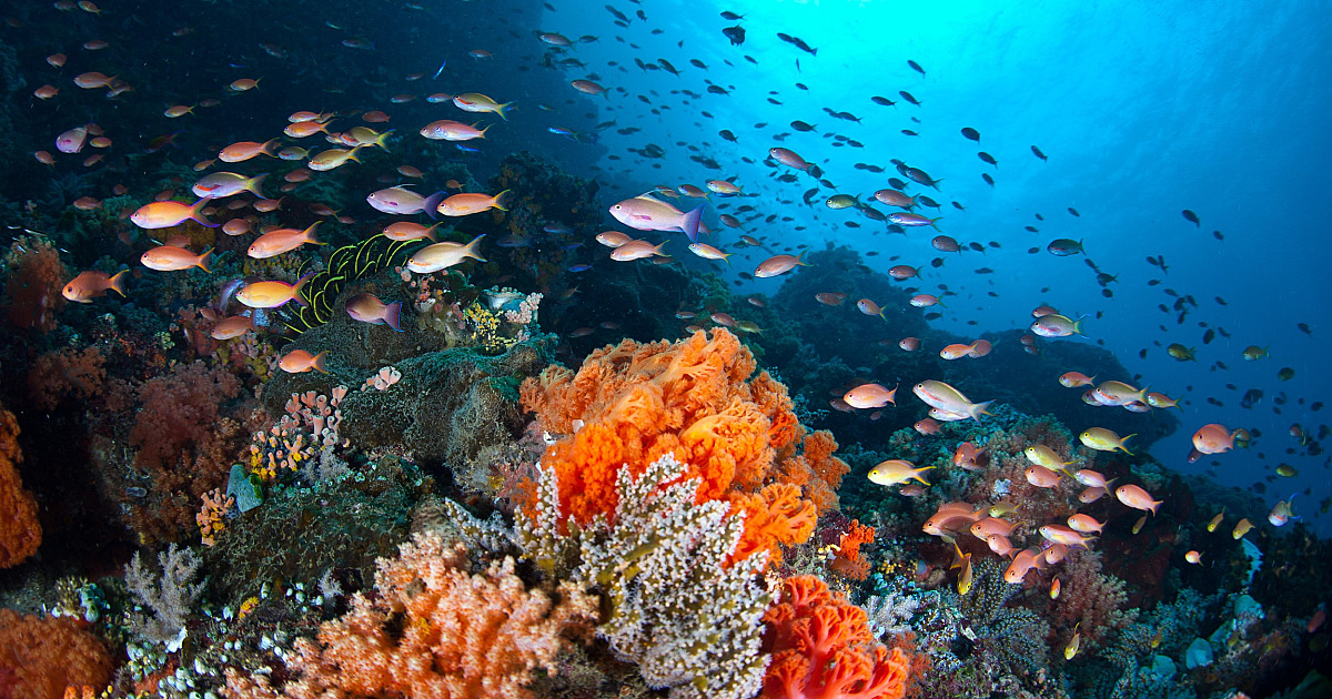 Litoral Norte recebe curso de pós-graduação em Biologia Marinha