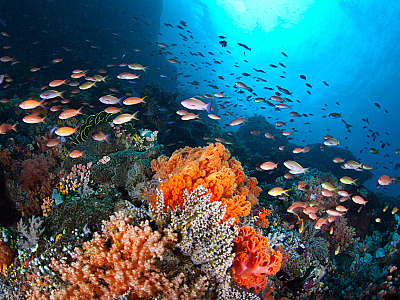 Litoral Norte recebe curso de pós-graduação em Biologia Marinha