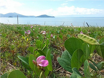 Caraguatatuba inicia projeto de recuperação do jundú para proteger praias e biodiversidade