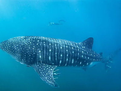 Maior peixe do mundo, tubarões-baleia são avistados em Ilhabela
