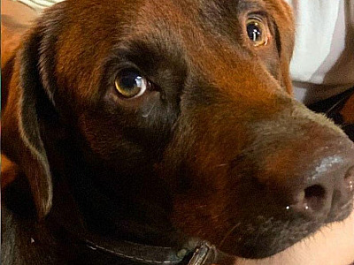 Homem é preso após ser flagrado fazendo sexo com cachorro em Ubatuba