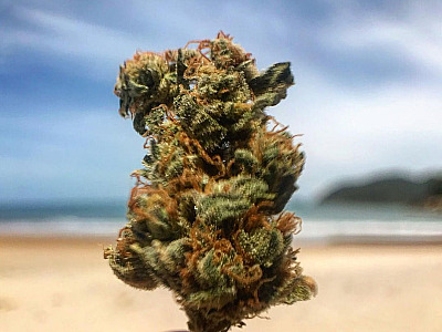 Governo de SP sanciona lei que autoriza distribuição de medicamentos a base de Cannabis no SUS