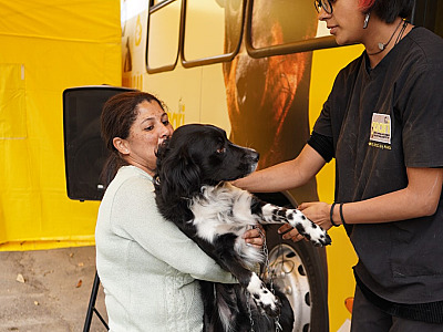 Maior programa de castração atende mais de 3 mil animais no Vale do Paraíba
