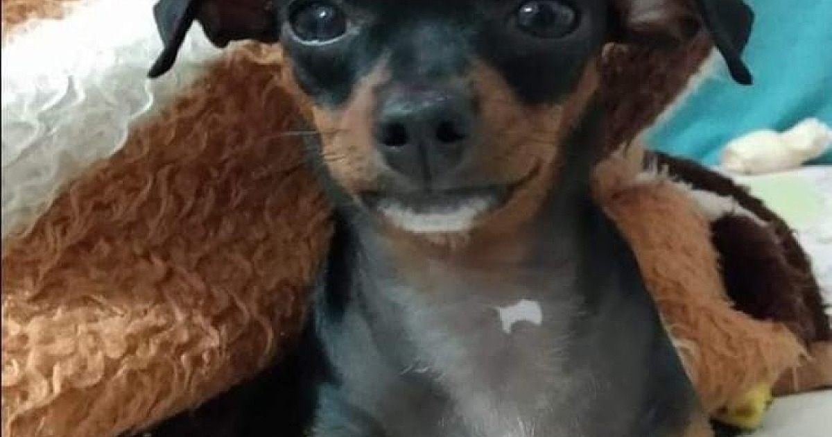 Família mobiliza amigos nas redes sociais para encontrar cãozinho Pinscher que desapareceu no Porto Novo