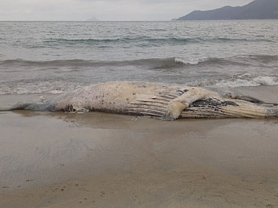 Três carcaças de Baleias-Jubarte foram encontradas em praias de São Sebastião no último fim de semana