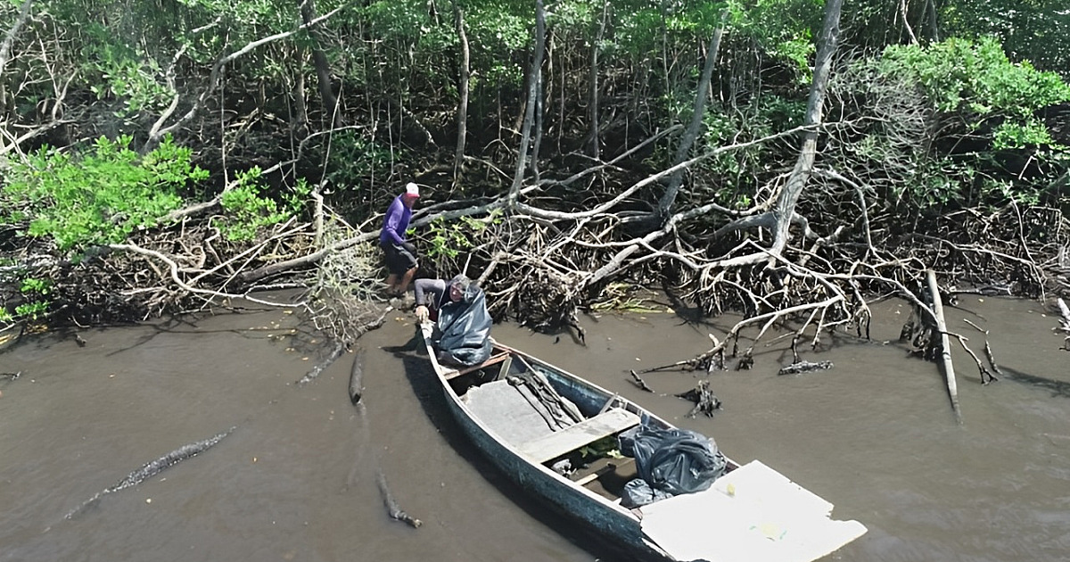 Mar Sem Lixo remove 10 toneladas de resíduos dos manguezais e garante renda a pescadores
