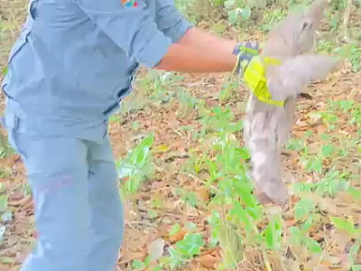 Bicho-preguiça em situação de risco é resgatado por bombeiros no bairro Travessão, em Caraguatatuba