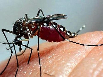 Aumentam casos positivos de dengue no Litoral Norte