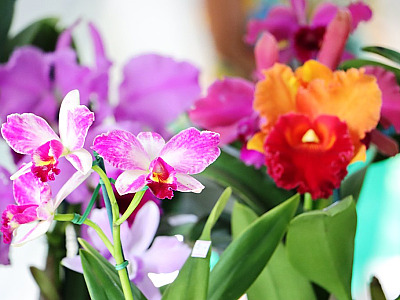 45ª Exposição de Orquídeas em Caraguatatuba começa nesta sexta-feira