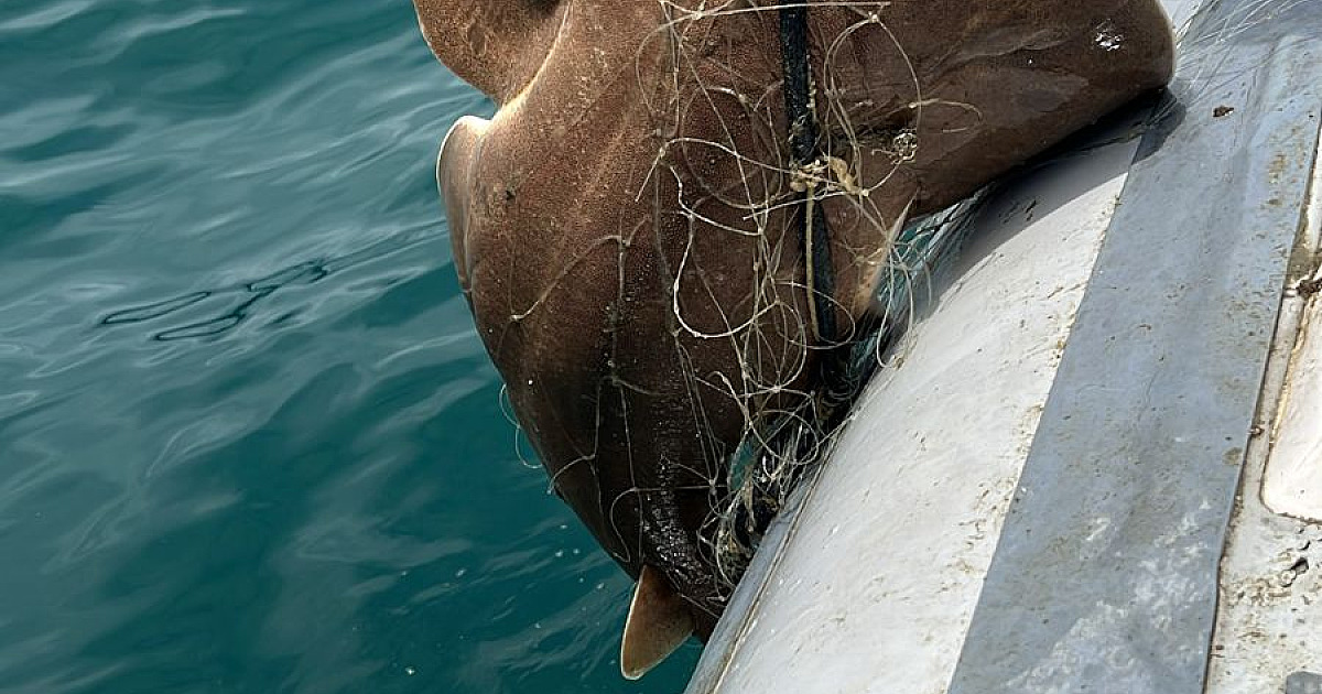 Ambiental apreende rede de pesca repleta de peixes e faz o parto de filhotes em Ubatuba