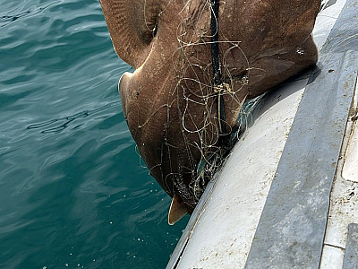 Ambiental apreende rede de pesca repleta de peixes e faz o parto de filhotes em Ubatuba