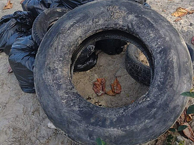 Termina hoje (28) Semana de Limpeza dos Manguezais em São Sebastião
