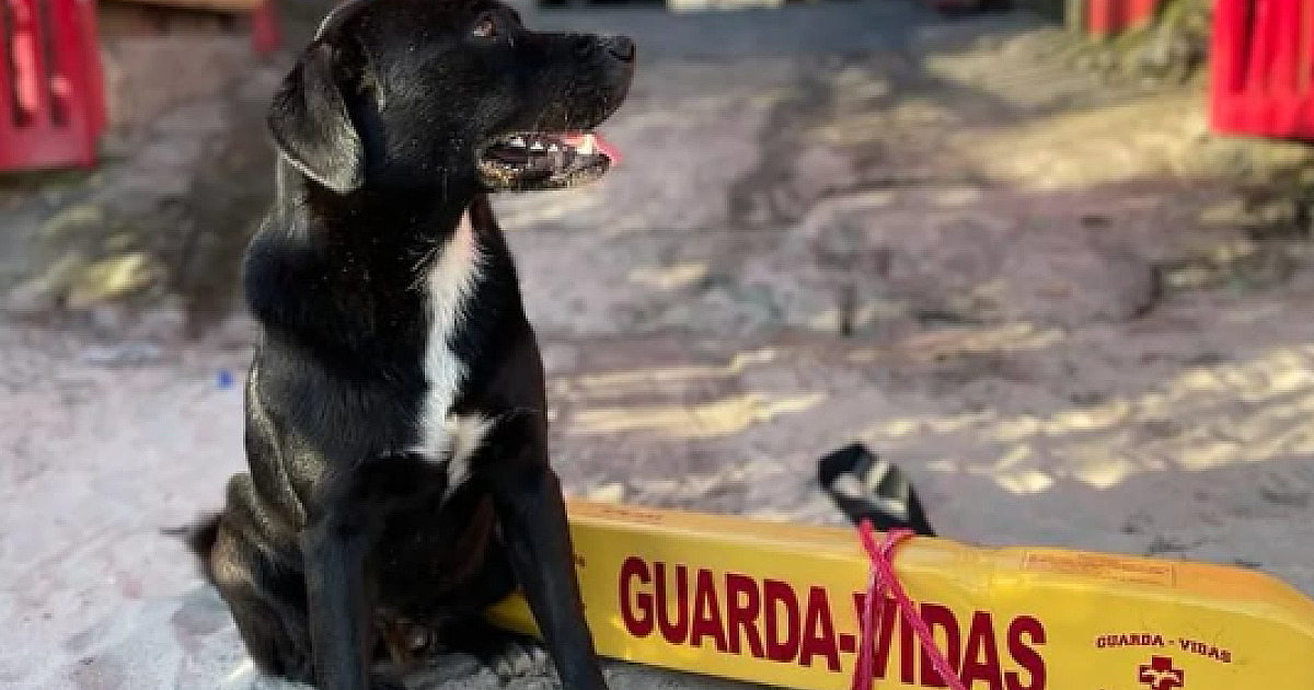 Mascote herói de Maresias viraliza nas redes sociais durante salvamento no fim de semana