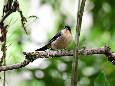 Ilhabela Bird Week 2025 bate recorde de público e reforça turismo de observação de aves no litoral de São Paulo