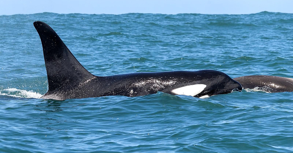 Baleias Orca encantam redes sociais nesta semana após encontro com pesquisadores no mar de Ilhabela