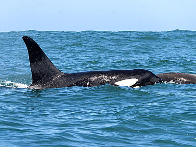 Baleias Orca encantam redes sociais nesta semana após encontro com pesquisadores no mar de Ilhabela