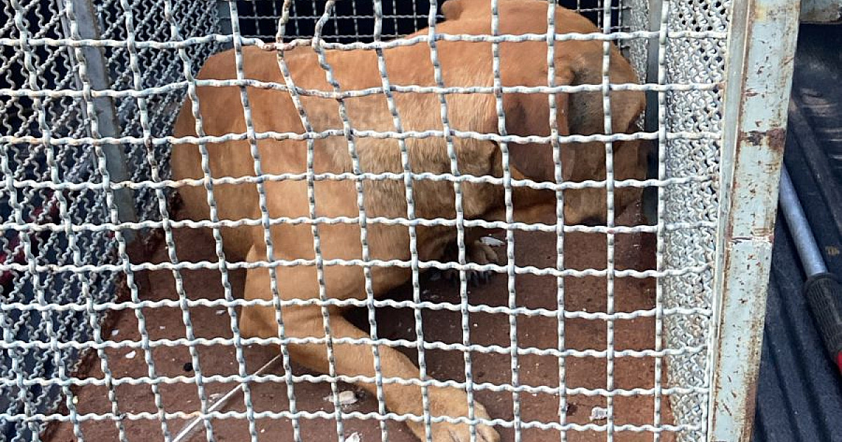 Pitbull agressivo é capturado pelos bombeiros em Caraguatatuba