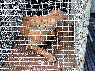 Pitbull agressivo é capturado pelos bombeiros em Caraguatatuba
