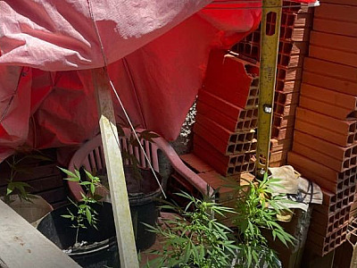 Operação Impacto: polícia descobre cultivo de maconha em área de preservação em São Sebastião