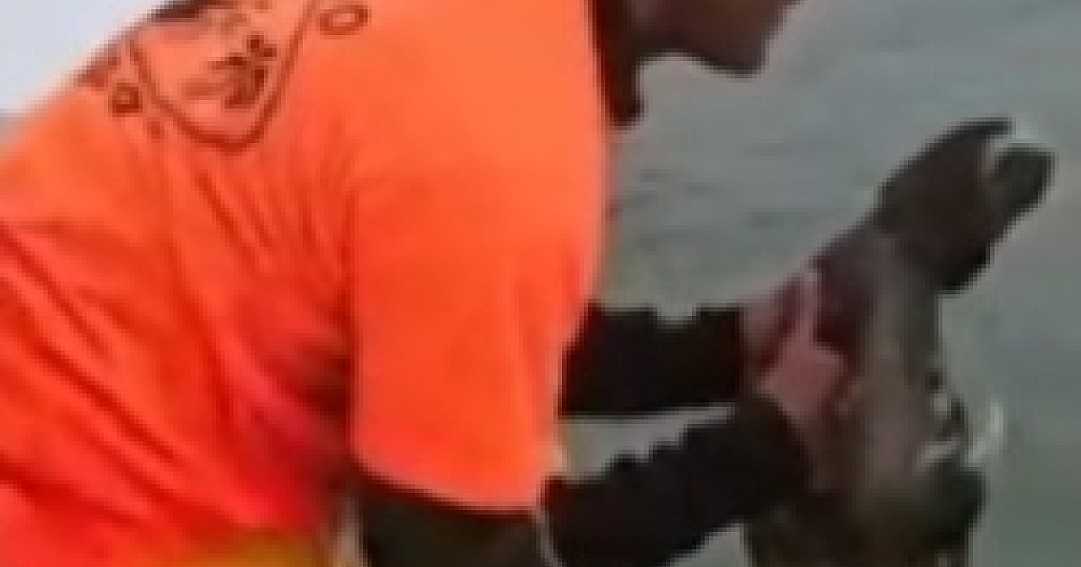 Animal silvestre é flagrado no mar da Praia Brava e resgatado por equipe de passeio; confira no vídeo