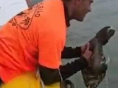 Animal silvestre é flagrado no mar da Praia Brava e resgatado por equipe de passeio; confira no vídeo