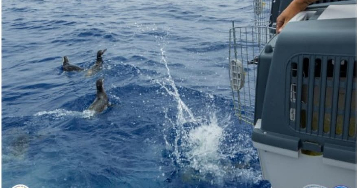 Instituto Argonauta alerta para cuidados ao encontrar Pinguins de Magalhães nas praias do Litoral Norte