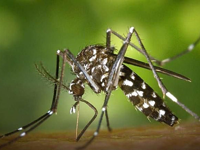 Caraguá pode ter três mortes por dengue na região, diz Saúde estadual