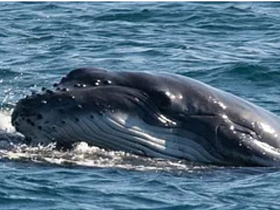 Baleia Jubarte é flagrada ajudando o filhote a respirar na superfície em Ilhabela
