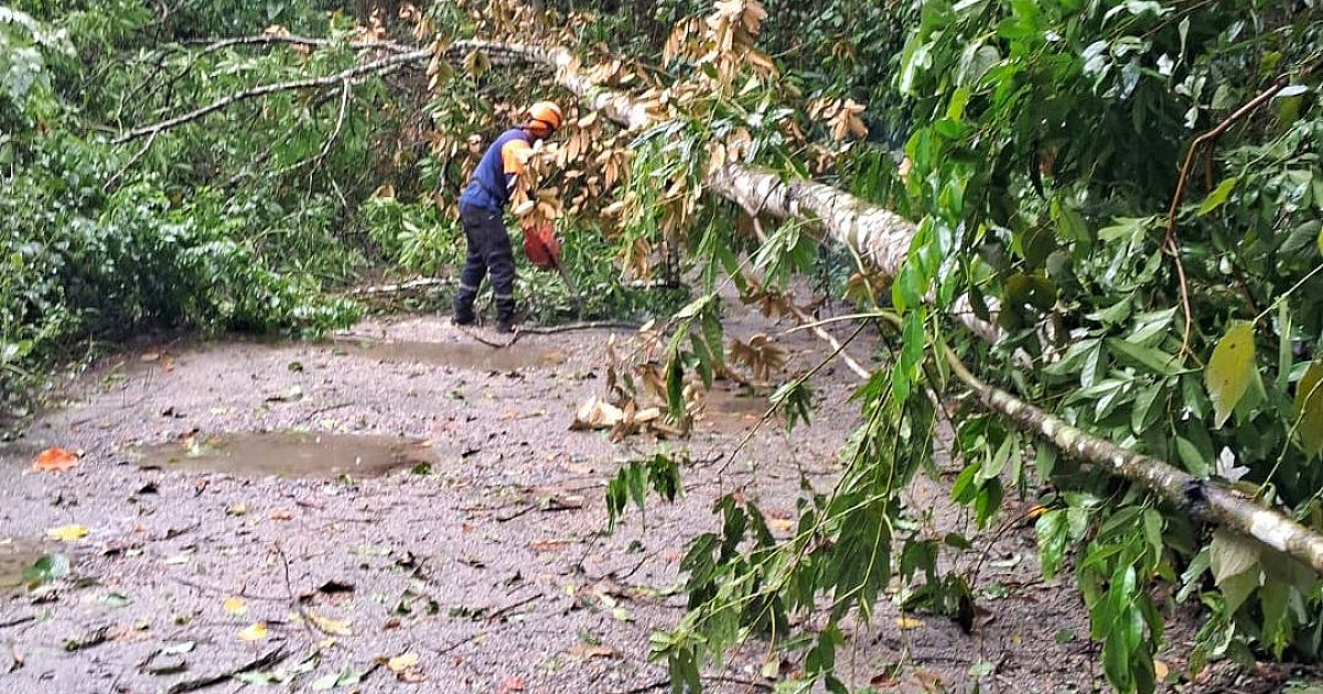 Chuvas fortes causam pequenos alagamentos e queda de dezenas de árvores em Ilhabela