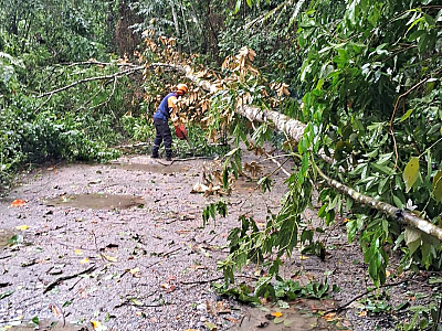 Chuvas fortes causam pequenos alagamentos e queda de dezenas de árvores em Ilhabela