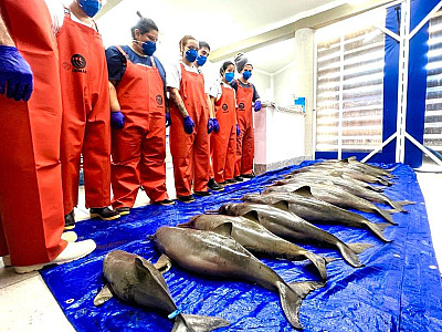 Ameaçada de extinção, ambientalistas encontram grupo de 12 toninhas mortas em Bertioga