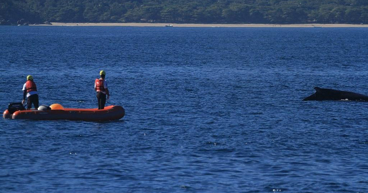 Especialistas do Argonauta participam de treinamento americano para resgate de baleias