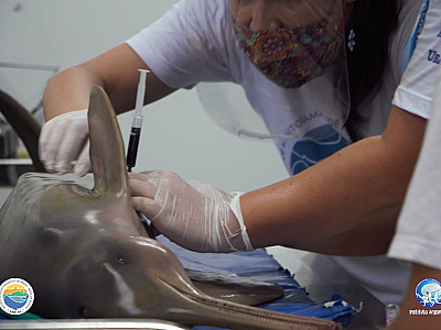 Em cinco anos, 98% das Toninhas encalhadas nas praias do LN estavam mortas