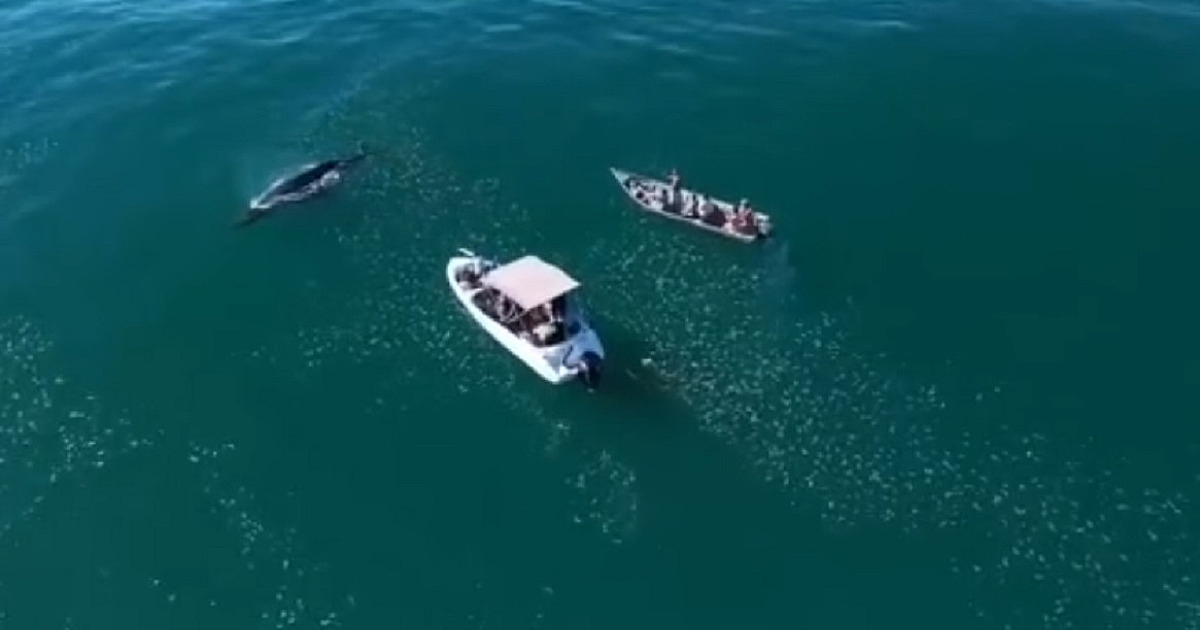 Empresas são autuadas por barco perseguir baleia em Ubatuba