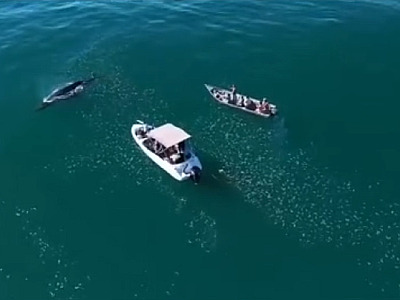 Empresas são autuadas por barco perseguir baleia em Ubatuba