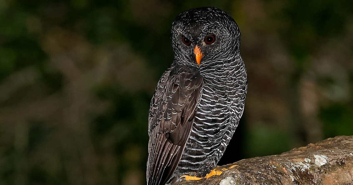 Observador de pássaros flagra coruja-preta no exato instante em que ela caça um morcego em Ilhabela