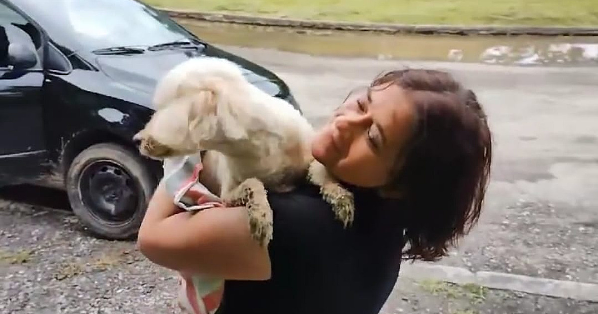Cadela poodle que sumiu na Rio-Santos é devolvida à família em Ubatuba