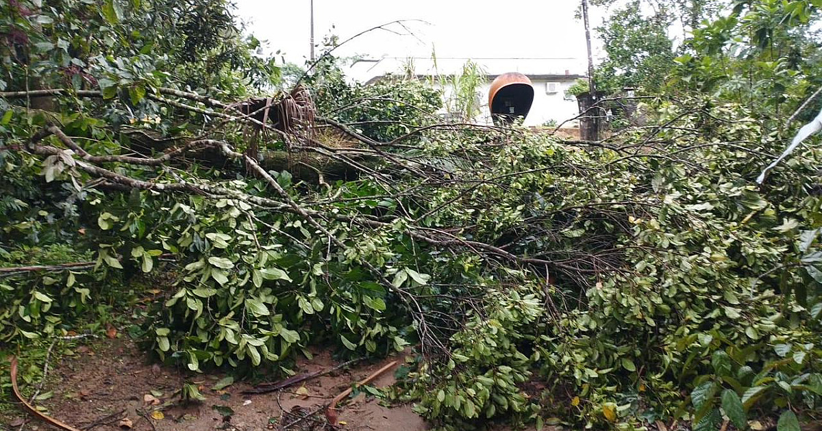 Ubatuba confirma excesso de quedas de árvores após chuvarada deste sábado  