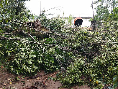 Ubatuba confirma excesso de quedas de árvores após chuvarada deste sábado  