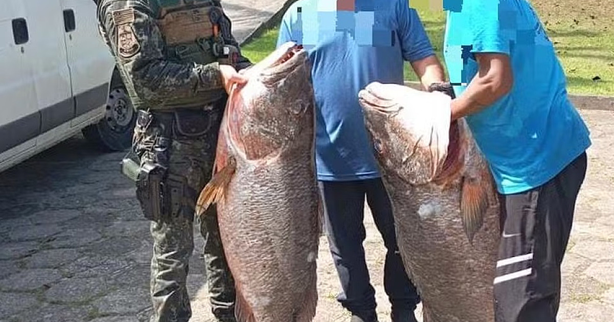 PMA apreende mais de 380 kg de peixe ameaçado de extinção em Ubatuba