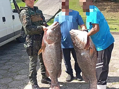PMA apreende mais de 380 kg de peixe ameaçado de extinção em Ubatuba