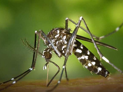 Para combater Aedes aegypti, Ubatuba inicia nebulização em bairro líder de casos de dengue
