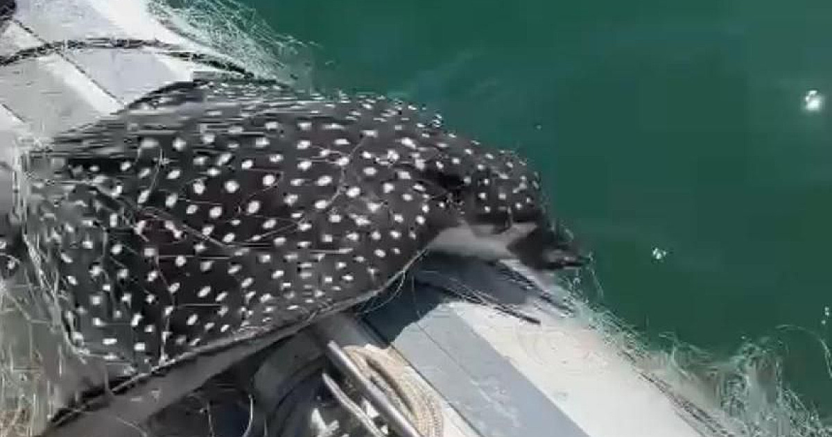 Ambiental apreende redes de pesca irregular com peixes raros e uma tartaruga em Caraguá
