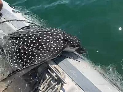 Ambiental apreende redes de pesca irregular com peixes raros e uma tartaruga em Caraguá
